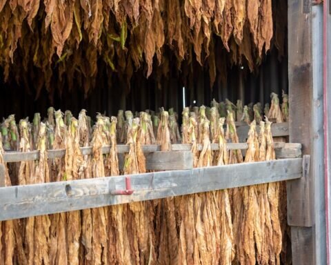 a barn filled with lots of dried plants