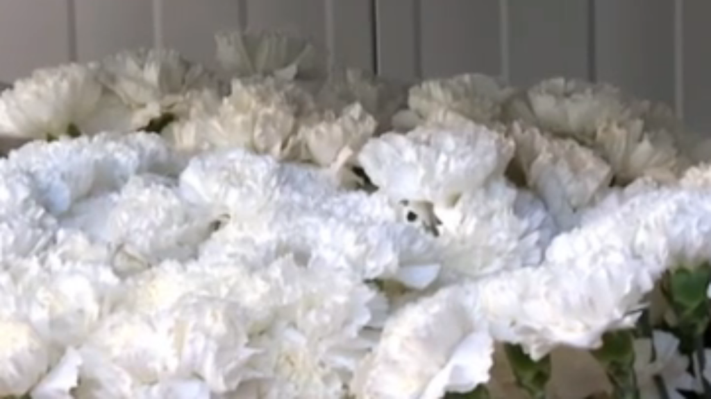 Las floristerias aceleran para llegar a tiempo a la Ofrenda: el manto será casi todo blanco y los ramos se mantienen entre 7 y 15 euros 1 claveles 4