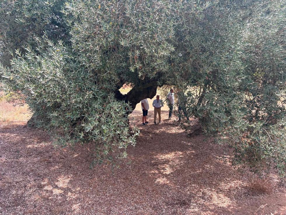 Castellon impulsa la proteccion de sus olivos milenarios con un catalogo para conservar cerca de 4.000 ejemplares 1 1