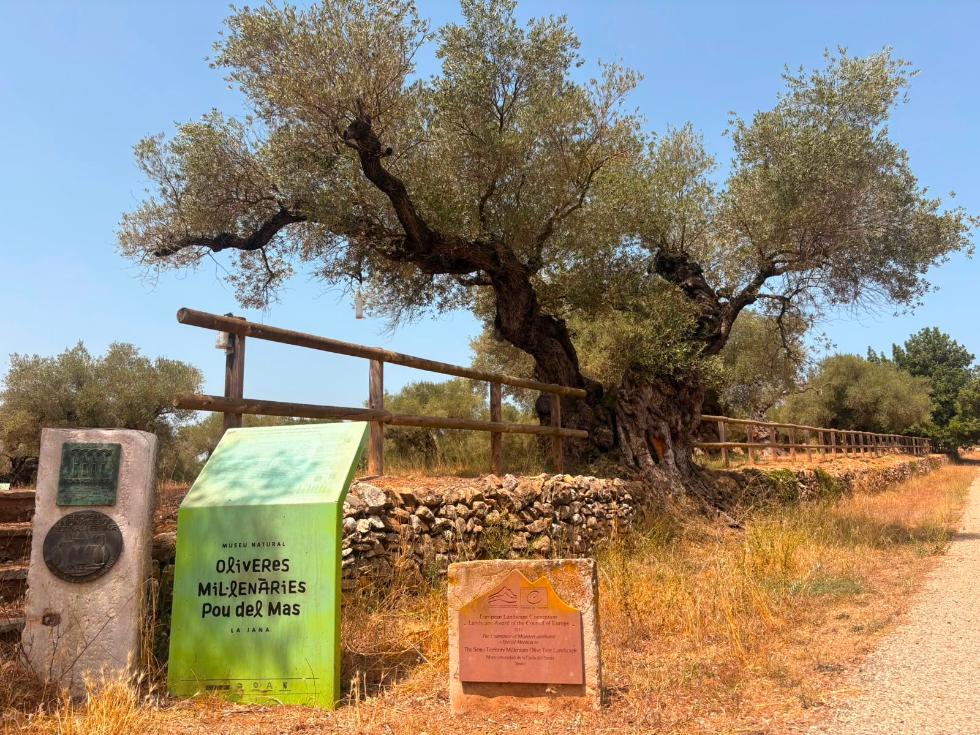 Castellon impulsa la proteccion de sus olivos milenarios con un catalogo para conservar cerca de 4.000 ejemplares 2 1