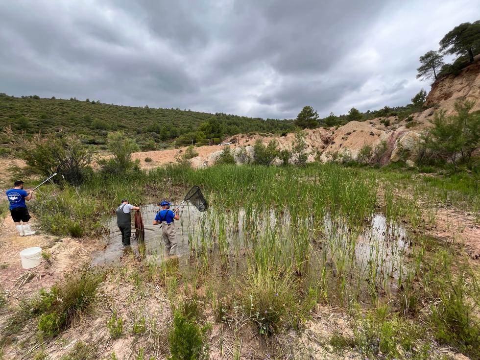 La Sierra Calderona recupera un oasis para anfibios tras restaurar una antigua cantera degradadaLa Sierra Calderona recupera un oasis para anfibios tras restaurar una antigua cantera degradada 1