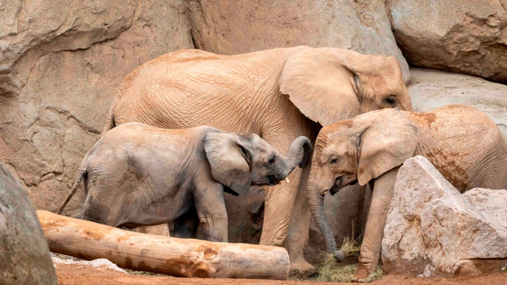 Agosto 2026. Los elefantes Malik y Makena en BIOPARC Valencia1w