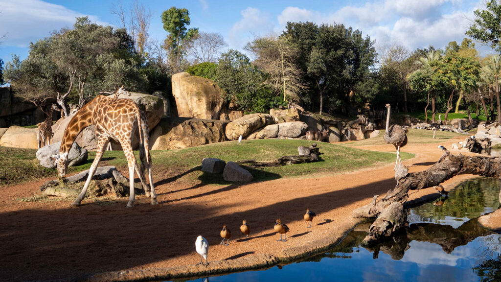 Enero 2026 Animales en la sabana de BIOPARC Valenciaw