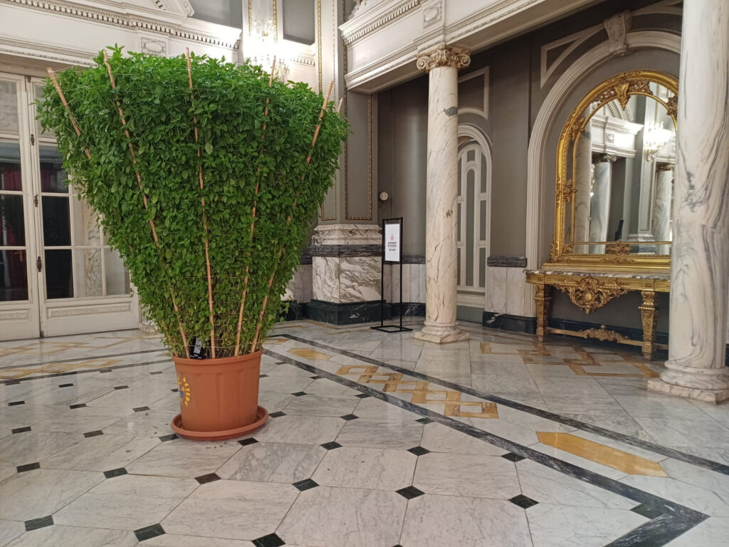 Una alfàbega monumental de Bétera ya puede visitarse en el Ayuntamiento de Valencia 4 Una alfabega monumental de Betera ya puede visitarse en el Ayuntamiento de Valencia 2