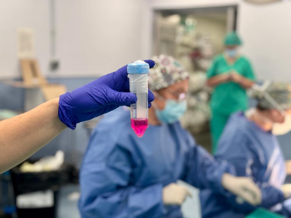 El Hospital Doctor Peset, referencia para regenerar cartílago de rodilla y tobillo con células del propio paciente 2 cirujia operacion sanidad 3