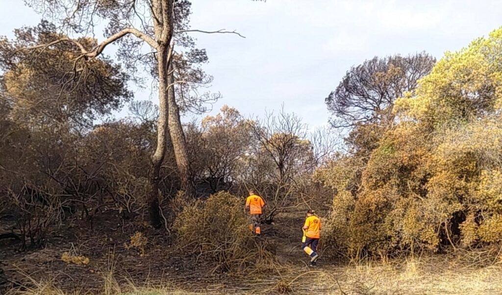 El incendio de El Saler deja 750 kilos de residuos retirados por los servicios de limpieza de Valencia 4 El incendio de El Saler deja 750 kilos de residuos retirados por los servicios de limpieza de Valencia 1